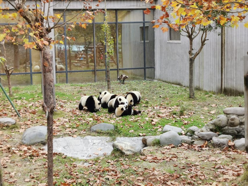 Chengdu: Panda Base Half Day Group Tour - The red panda stop