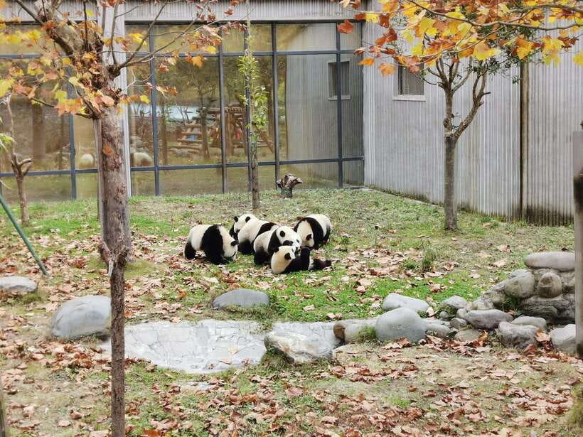Chengdu: Panda Base Half Day Group Tour - Finishing at Tianfu Square by noon