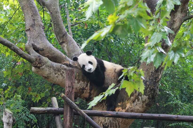 Chengdu: Panda Base Half Day Group Tour - Is $30 a good price?