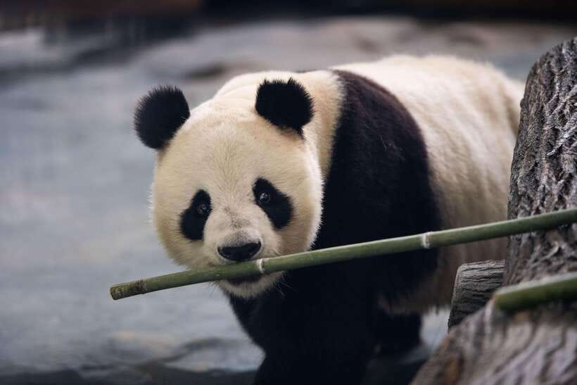 Chengdu: Panda Base Half Day Group Tour - The ride from Chengdu to the panda base