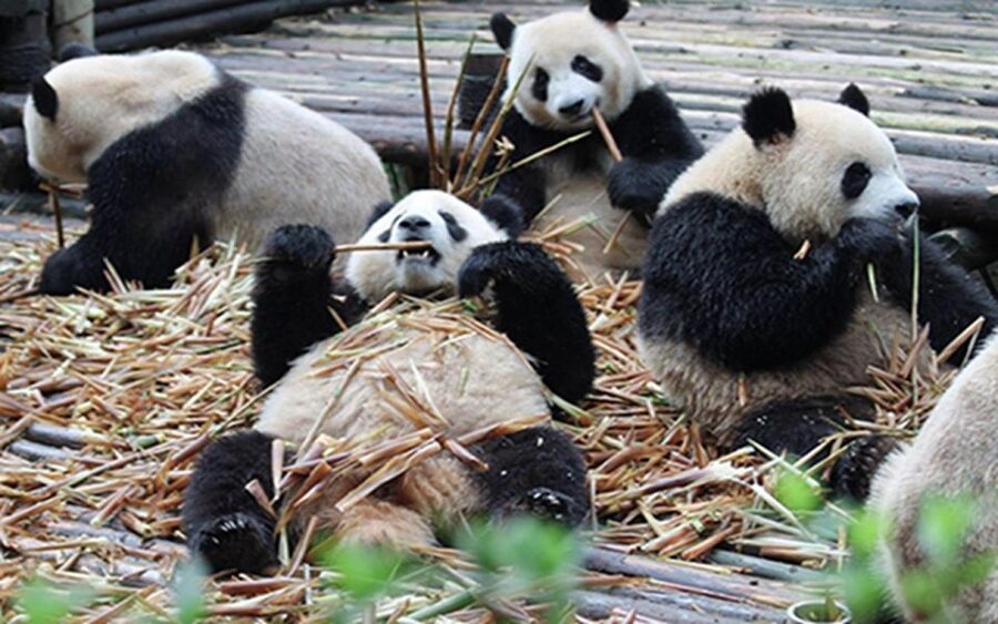 Chengdu panda base half day tour - Key points to know before you book