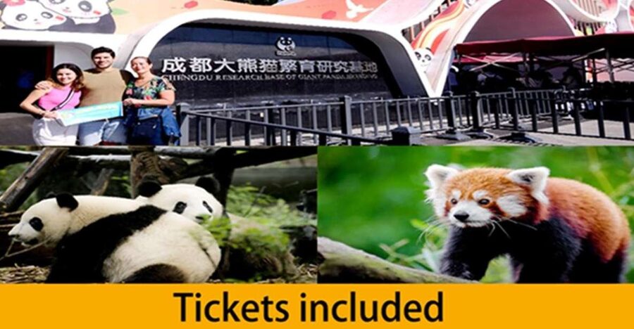 Chengdu panda base half day tour - Why the early hours make a difference