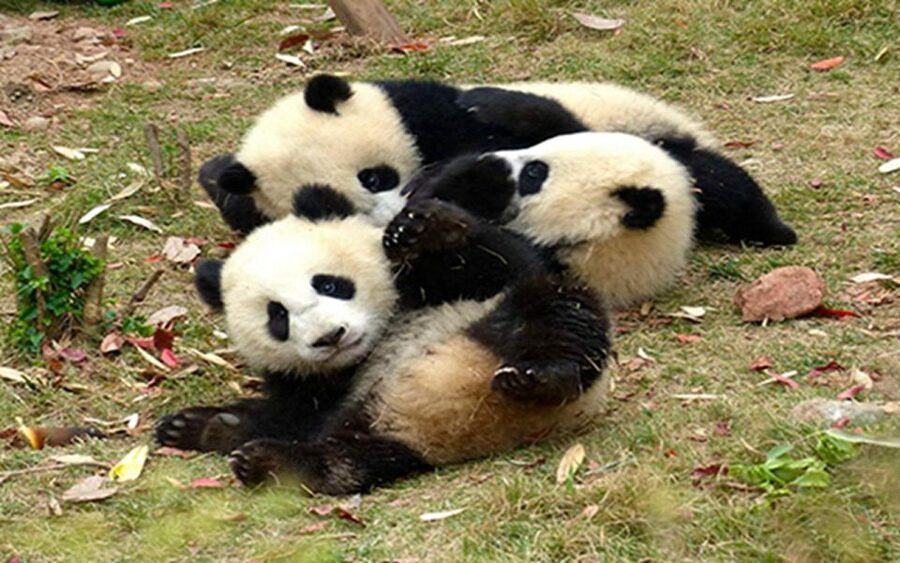 Chengdu panda base half day tour - Returning before noon