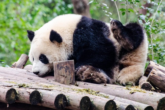 Chengdu: Panda Base Leshan Buddha Tour(or Half Day Panda Base ) - Why this pairing works in one long day