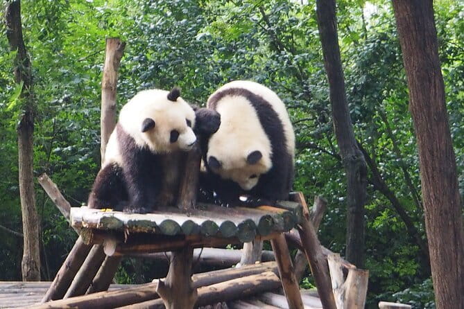 Chengdu Panda Breeding Base Ticket w/ Optional Transfer or Guide - Key points to know before booking