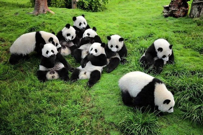 Chengdu Panda Breeding Base Ticket w/ Optional Transfer or Guide - How the guides shape the experience