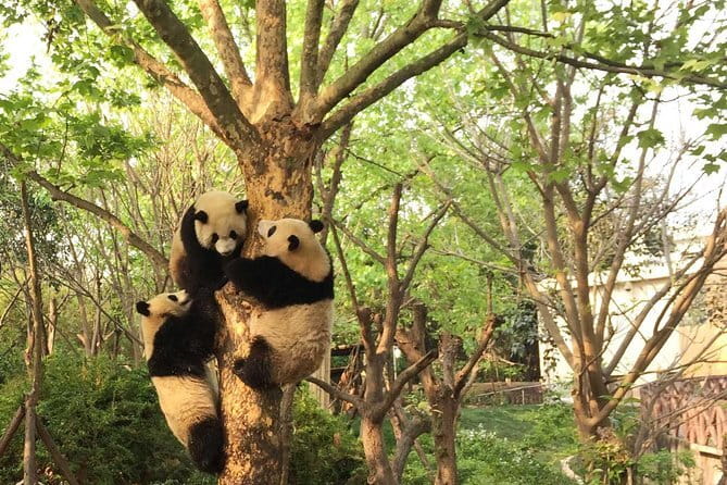 Chengdu Panda Breeding Base Ticket w/ Optional Transfer or Guide - Timing, cancellation, and small planning details