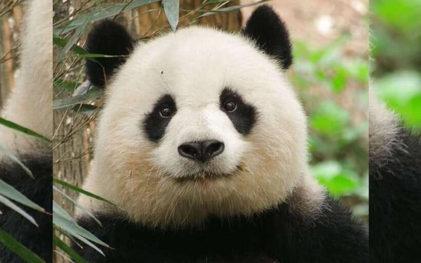 Chengdu: Panda Breeding Base Tickets Booking - Key points for planning your Panda Base visit