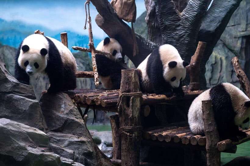 Chengdu: Panda Breeding Base Tickets Booking - Why Chengdu’s Panda Base is worth half a day