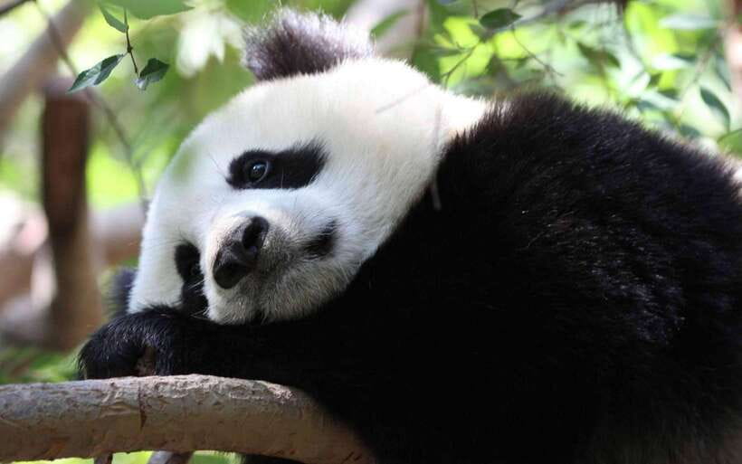 Chengdu: Panda Breeding Base Tickets Booking - What you see during the three-hour park visit