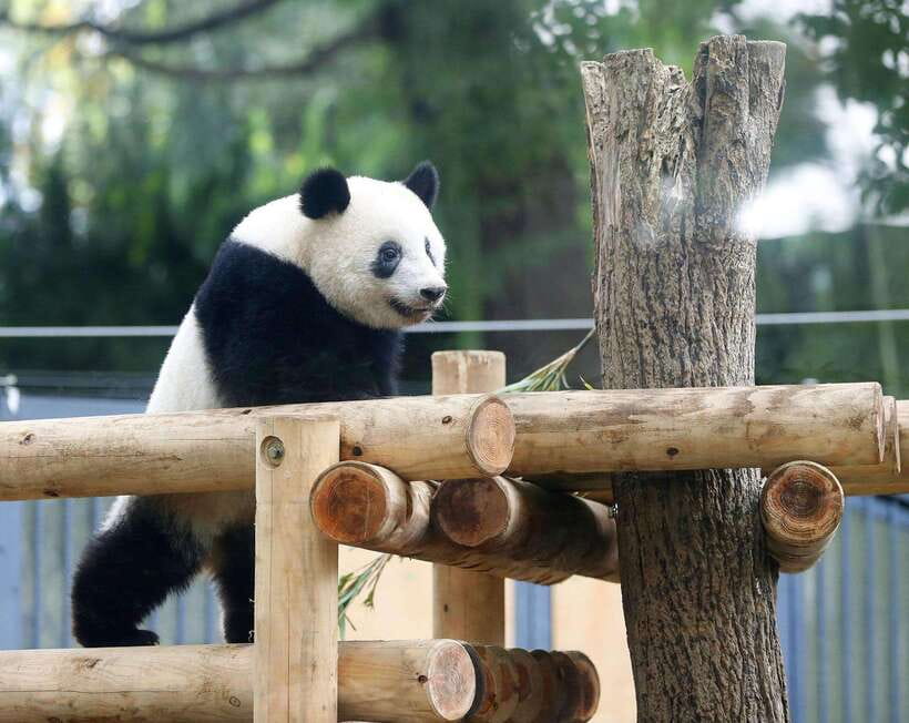Chengdu: Panda Breeding Base Tickets Booking - What to bring and what is not included
