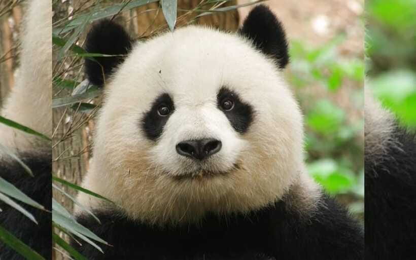 Chengdu: Panda Breeding Base Tickets Booking - Who will get the most from this experience