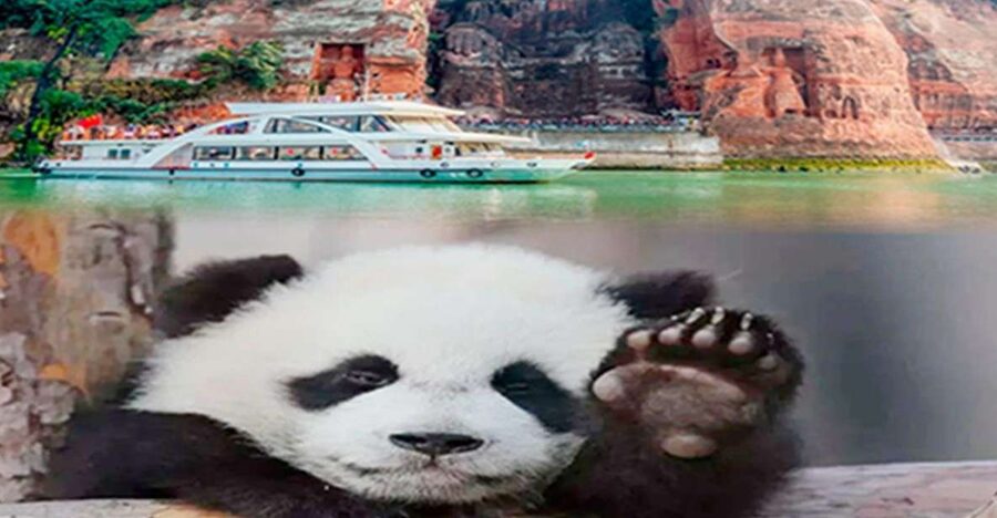 Chengdu panda & Leshan Buddha One Day Private Tour - Key points at a glance