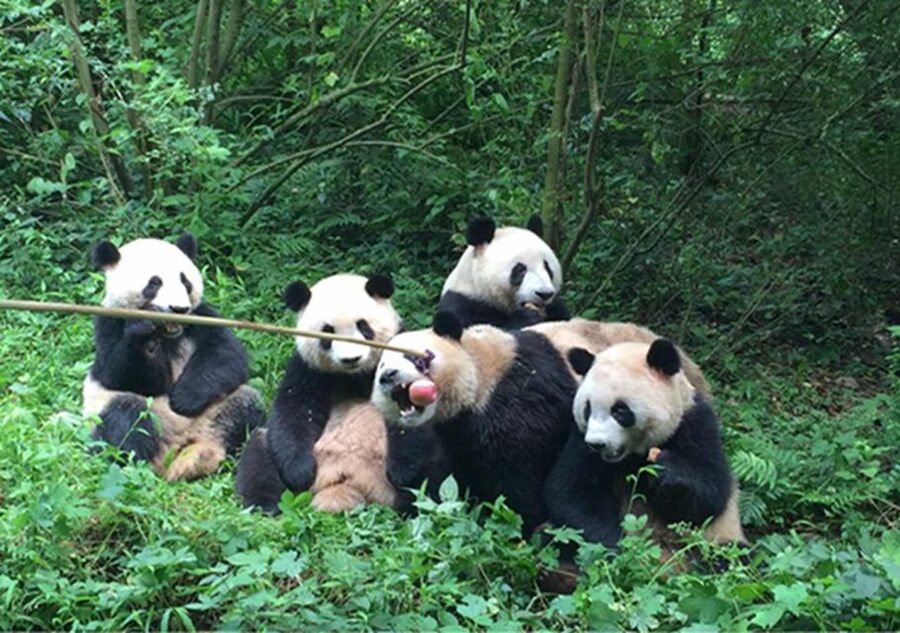 Chengdu panda & Leshan Buddha One Day Private Tour - Finding the pandas at Chengdu Panda Base