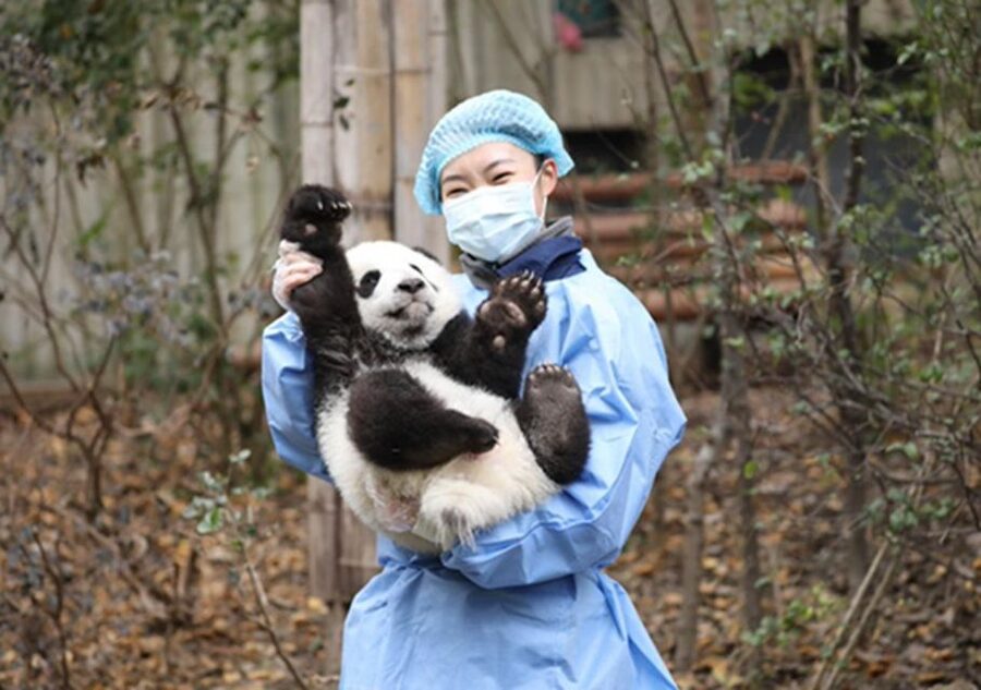 Chengdu panda & Leshan Buddha One Day Private Tour - A short Sichuan lunch break