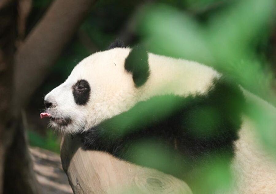 Chengdu panda & Leshan Buddha One Day Private Tour - Seeing Leshan Giant Buddha from the river