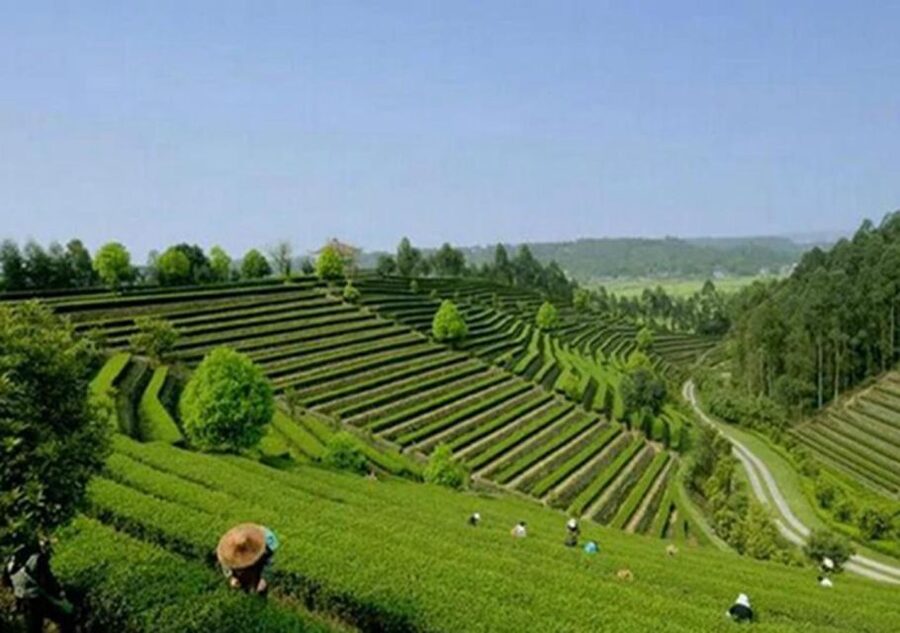 Chengdu panda & Leshan Buddha One Day Private Tour - The guides make the difference