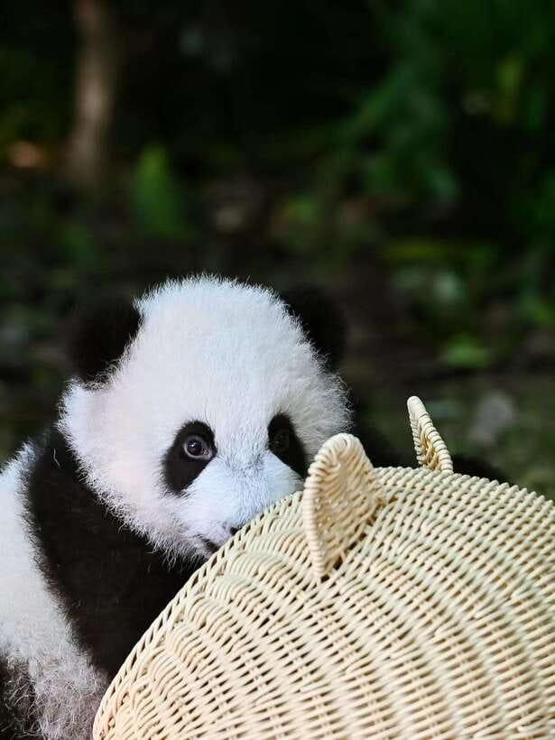 Chengdu: Panda Research Base Ticket or Private Transfer Tour - Why the Panda Base is worth your Chengdu morning
