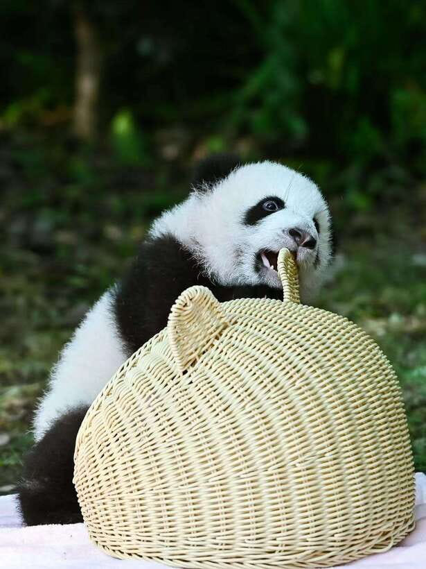 Chengdu: Panda Research Base Ticket or Private Transfer Tour - What your four hours inside the base look like