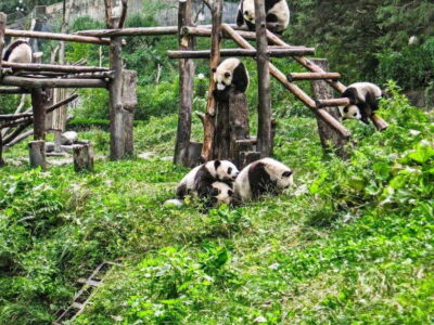 Panda Research Base Ticket or Private Transfer Tour