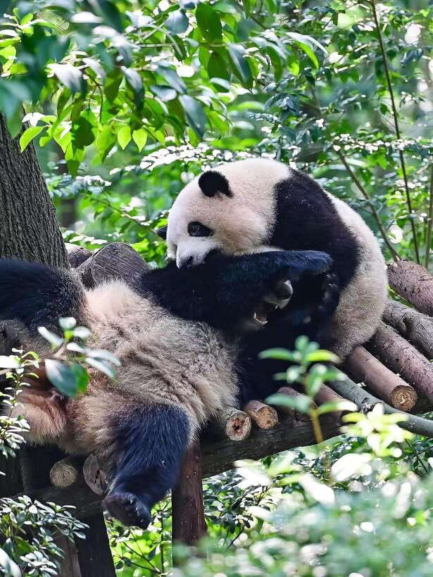 Chengdu: Panda Research Base Ticket or Private Transfer Tour - A large park means planning matters