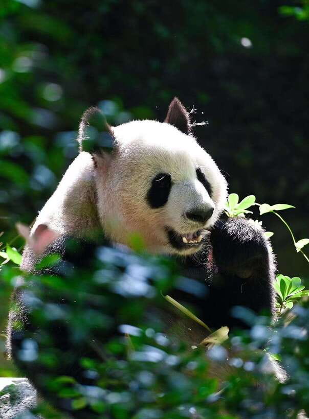 Chengdu: Panda Research Base Ticket or Private Transfer Tour - The best time to visit