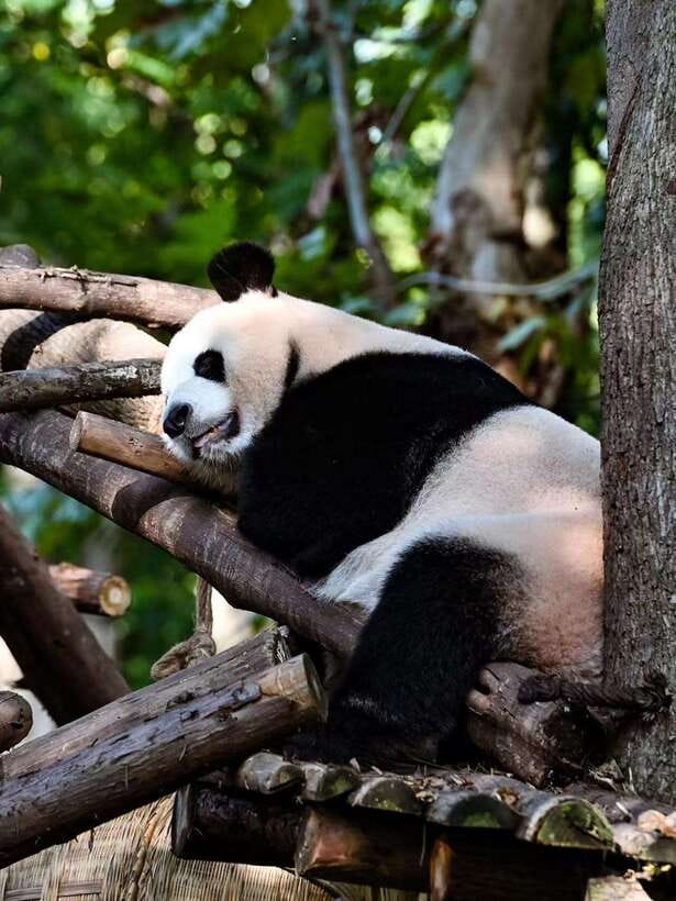 Chengdu: Panda Research Base Ticket or Private Transfer Tour - Who will get the most from this experience