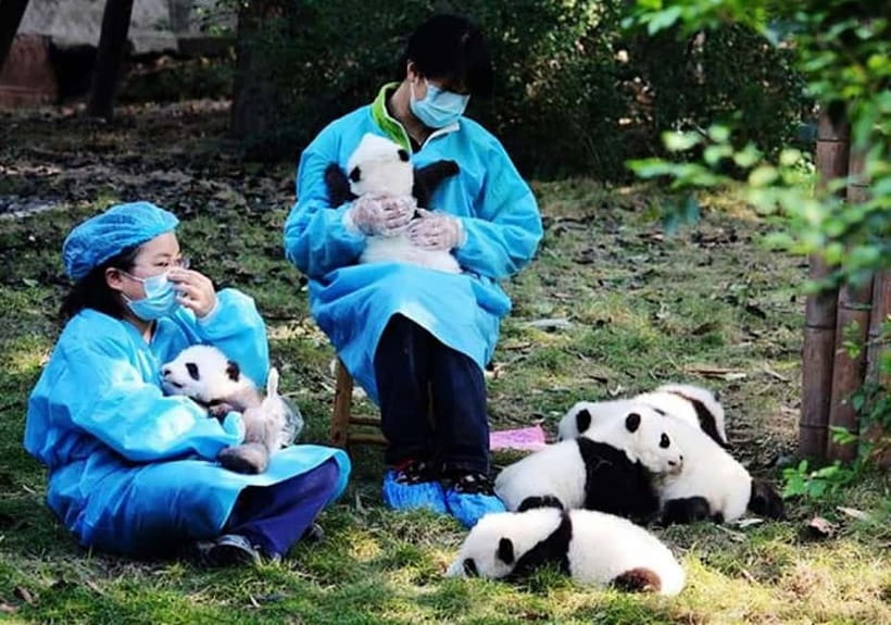 Chengdu: Panda Research Base Ticket or Volunteer Day Trip - Choosing your Chengdu panda experience