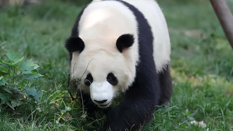 Chengdu: Panda Research Base Ticket or Volunteer Day Trip - Walking through Panda Planet after dark