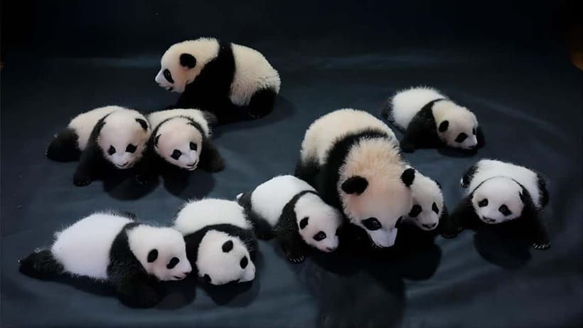 Chengdu: Panda Research Base Ticket or Volunteer Day Trip - Tickets, identity checks, and the cost of a cheap entry