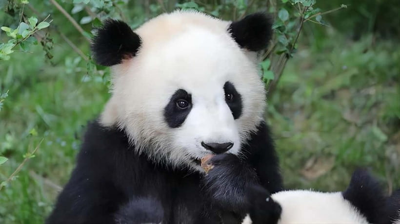 Chengdu: Panda Research Base Ticket or Volunteer Day Trip - Timing, heat, and what you may actually see