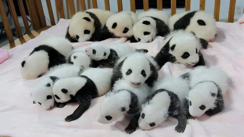 Chengdu: Panda Research Base Ticket or Volunteer Day Trip - Getting value from the different options
