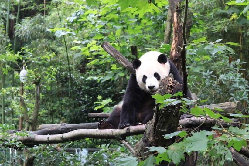 Chengdu: Panda Research Base Ticket or Volunteer Day Trip - Why the volunteer day feels different