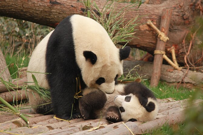 Chengdu Panda Research Base Tickets And Optional Private Tour - Choosing Between a $16 Ticket and a Private Tour