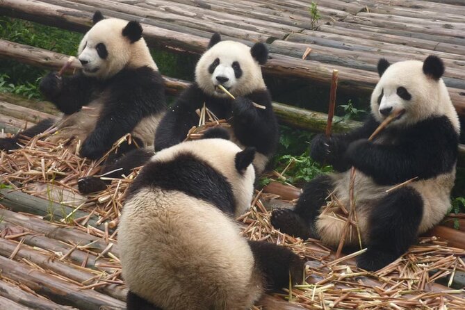 Chengdu Panda Research Base Tickets And Optional Private Tour - The Best Time to See Pandas Awake