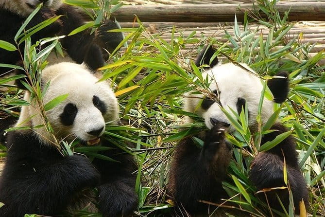 Chengdu Private Day Tour to Emei Mountain with Lunch and Cable Car Ride - What the private format is really worth