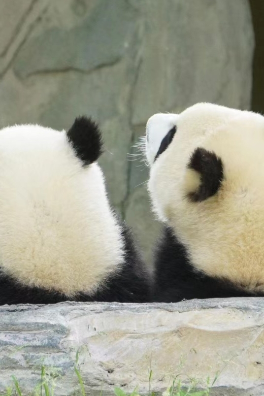 Chengdu: Private Panda Base Tour with 80 Pandas - Why the Chengdu panda base is worth your morning