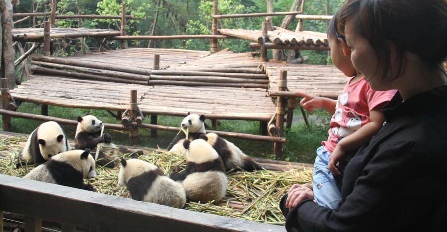 Chengdu: Private Panda Base Tour with 80 Pandas - Inside the base with your guide