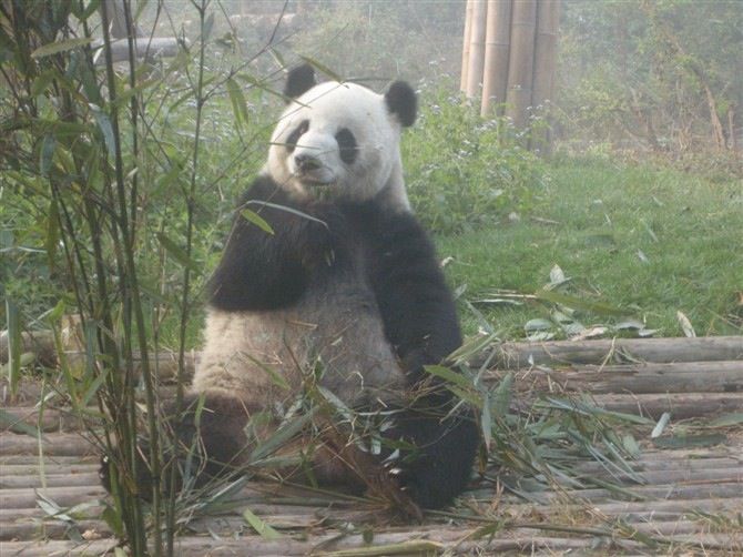 Chengdu: Private Panda Base Tour with 80 Pandas - Choosing the afternoon departure