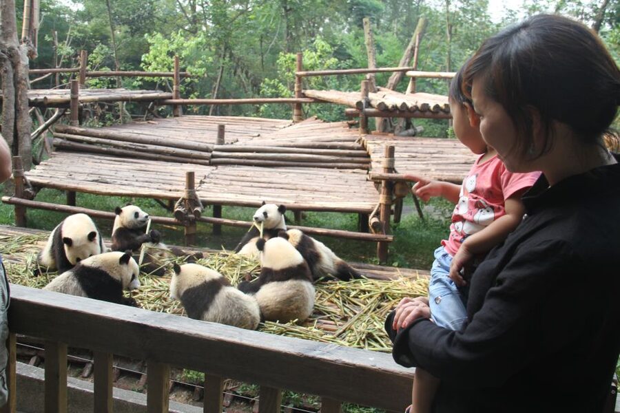 Chengdu: Private Panda Base Tour with 80 Pandas - The 7:30 am pickup and 30-minute ride