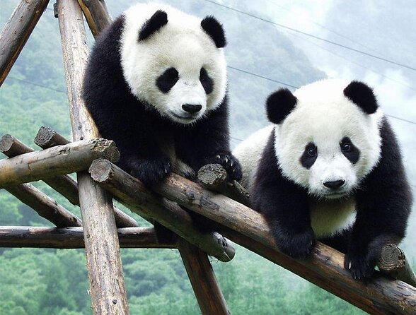 Chengdu Private Sightseeing Tour with Panda Breeding Center Visit - Key points to know before booking