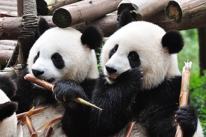 Chengdu Private Sightseeing Tour with Panda Breeding Center Visit - Why the 7:30 a.m. start makes the pandas better