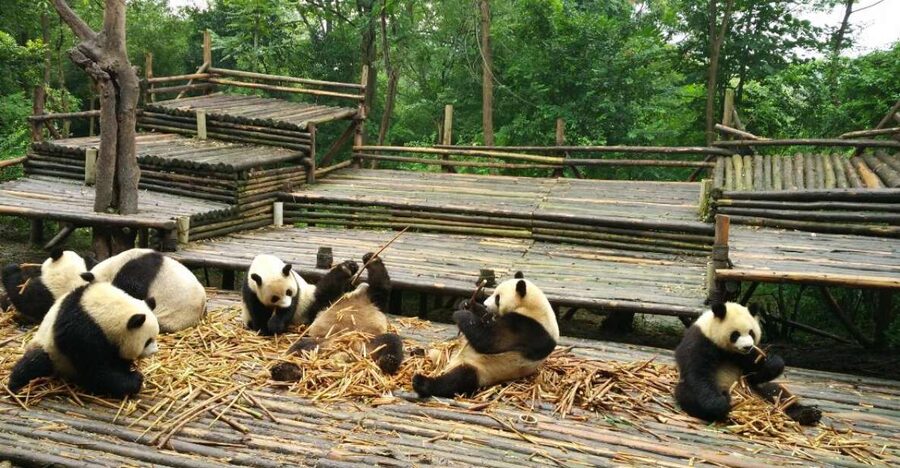 Chengdu Private Tour of Leshan Buddha and Panda Base - Why combine pandas with the Leshan Buddha?
