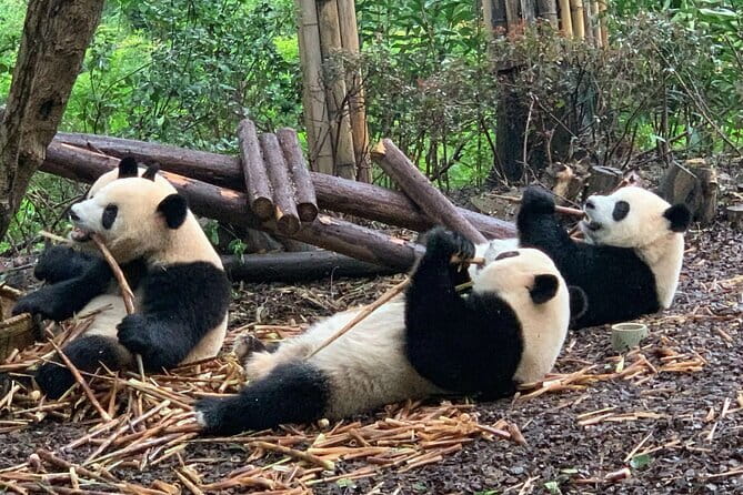 Chengdu Research Base of Giant Panda Breeding Ticket pre-booking - Key points to know before booking