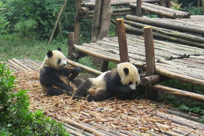 Chengdu Research Base of Giant Panda Breeding Ticket pre-booking - What you see at the Giant Panda Breeding Research Base