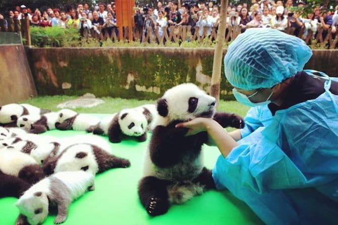 Chengdu Research Base of Giant Panda Breeding Ticket pre-booking - How the $20 price works for different visitors