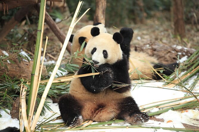 Chengdu Research Base of Giant Panda Breeding Ticket pre-booking - A ticket-only visit gives you freedom