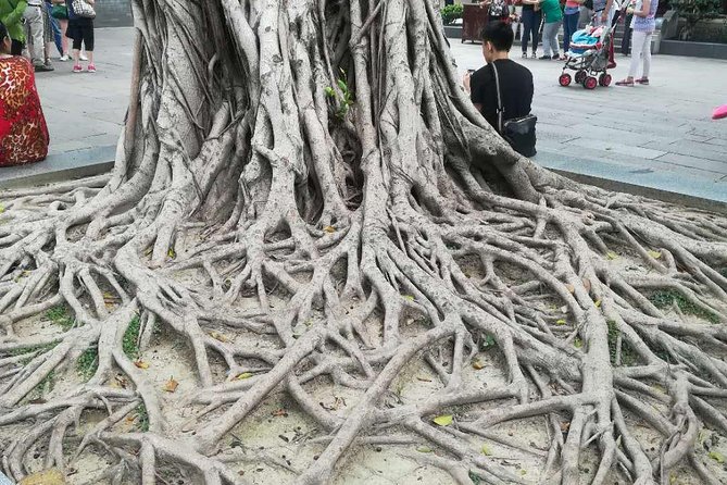 Customised Private Guangzhou City Tour with Flexible Itinerary - Lychee Bay and Guangzhou’s older residential streets