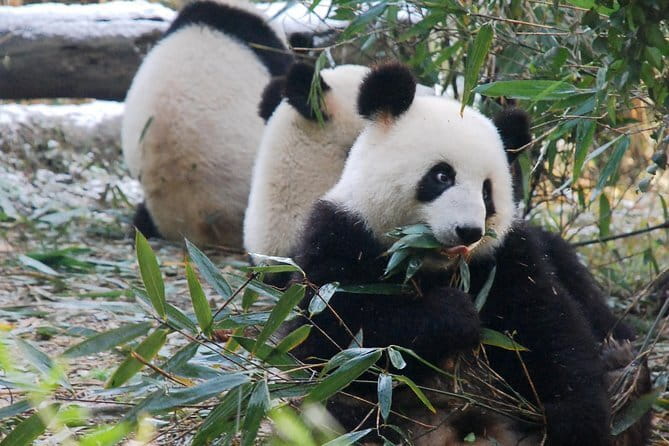 Day tour Chengdu Panda Base Leshan Giant Buddha with local Lunch - Driver service, guide options, and group size