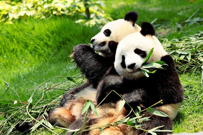 Day Tour: Chengdu Panda Breeding Base and Leshan Giant Buddha - Key points at a glance